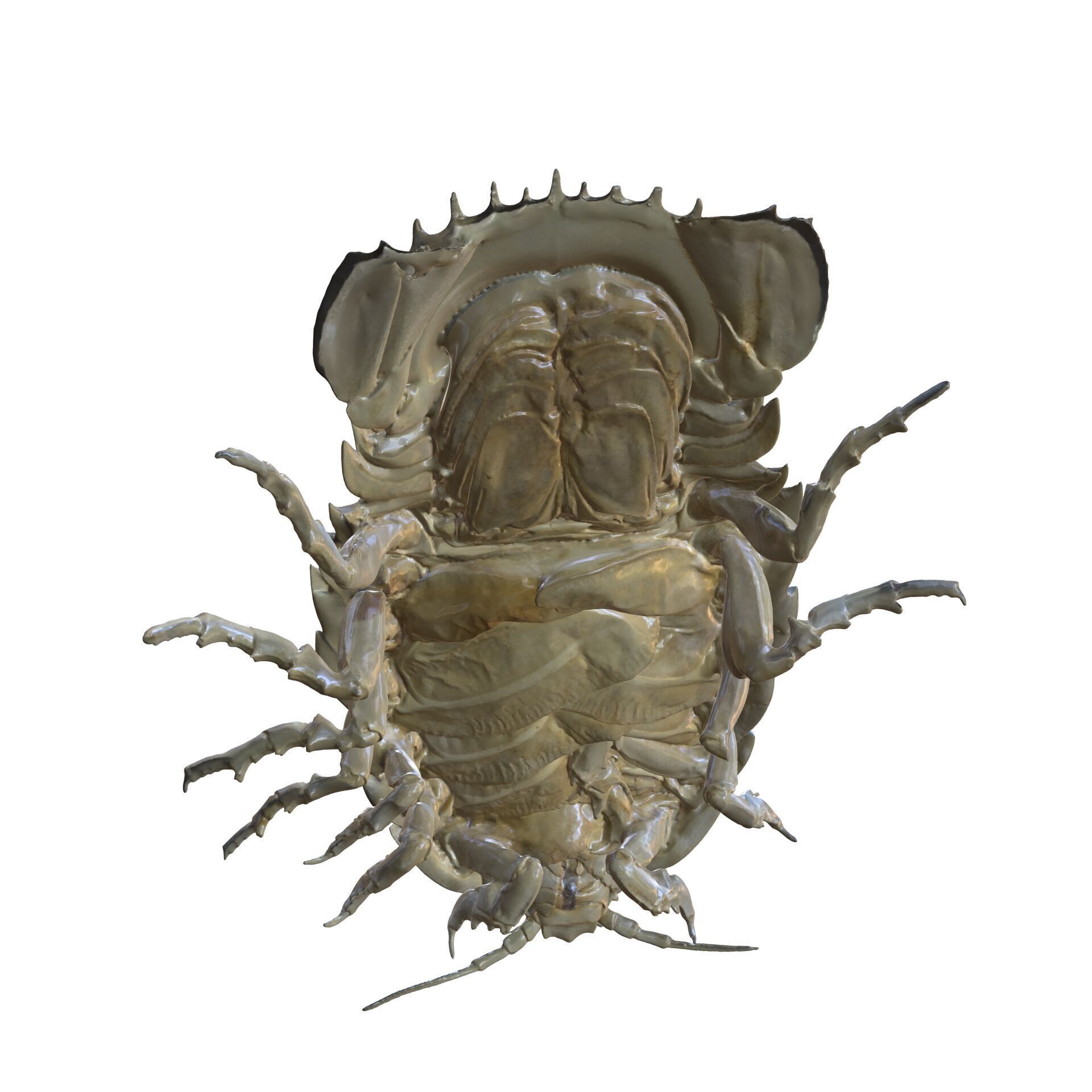 Sandcrab 3Dscan INSECT 3D MODEL ANT BEETLE 3D print model_6