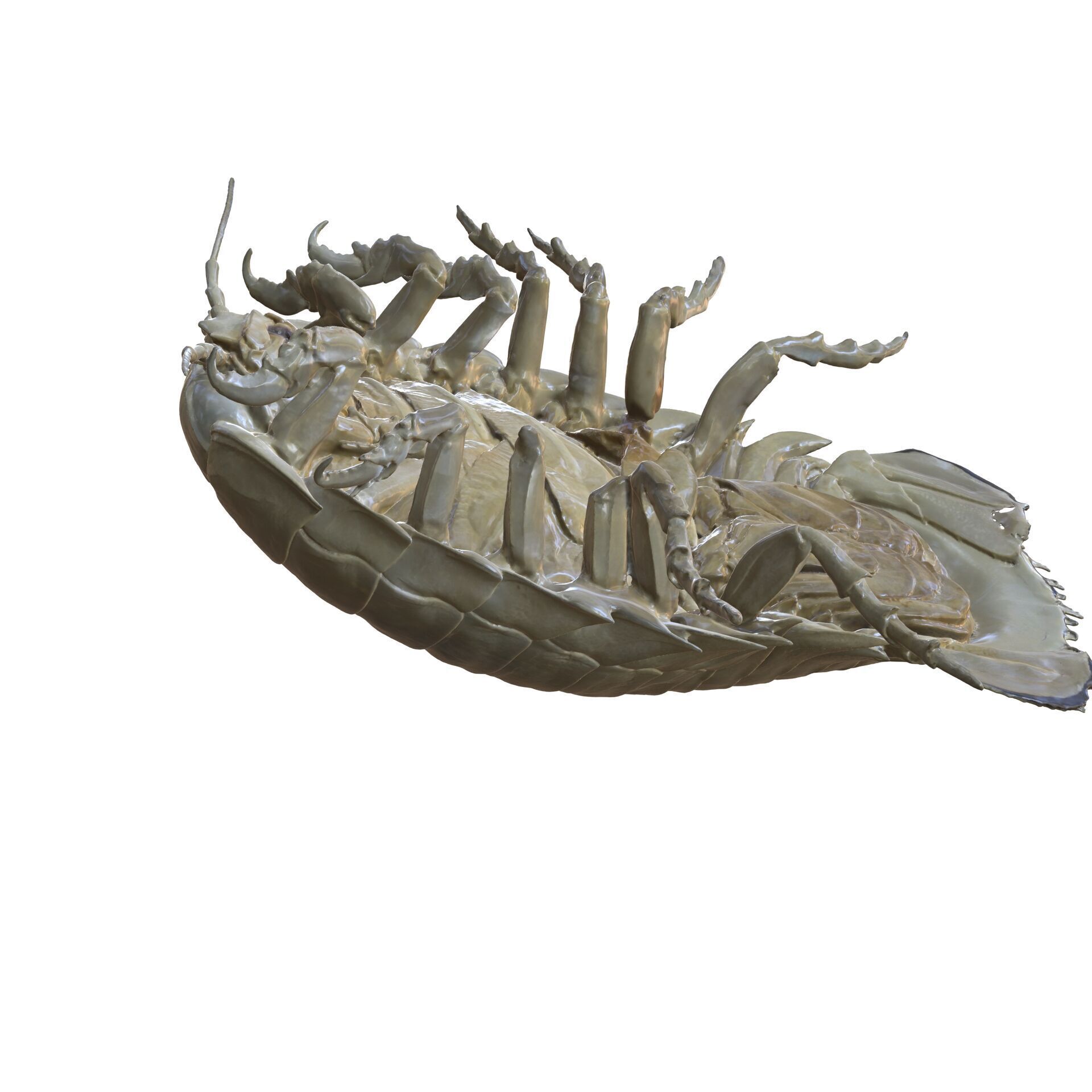 Sandcrab 3Dscan INSECT 3D MODEL ANT BEETLE 3D print model_3