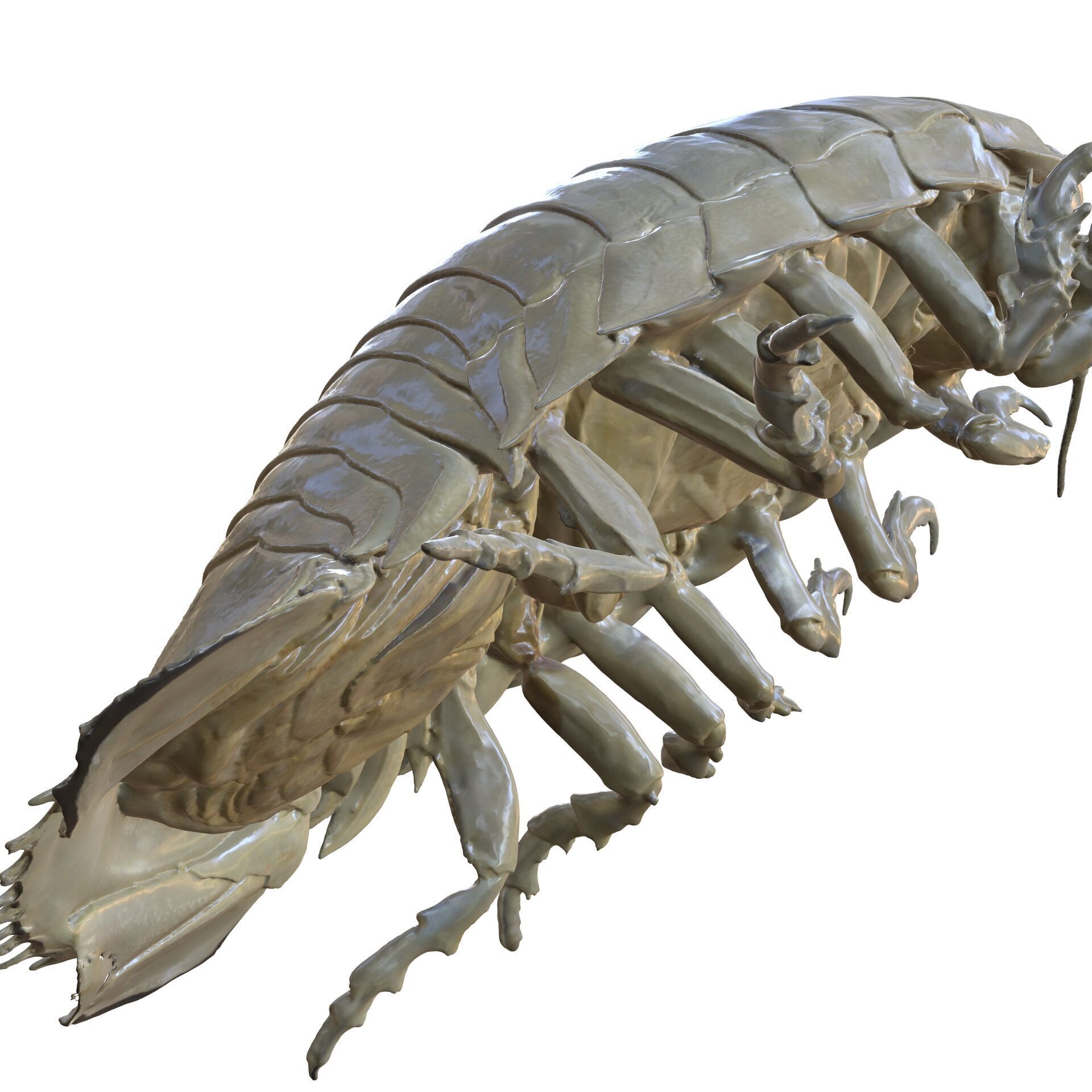 Sandcrab 3Dscan INSECT 3D MODEL ANT BEETLE 3D print model_8