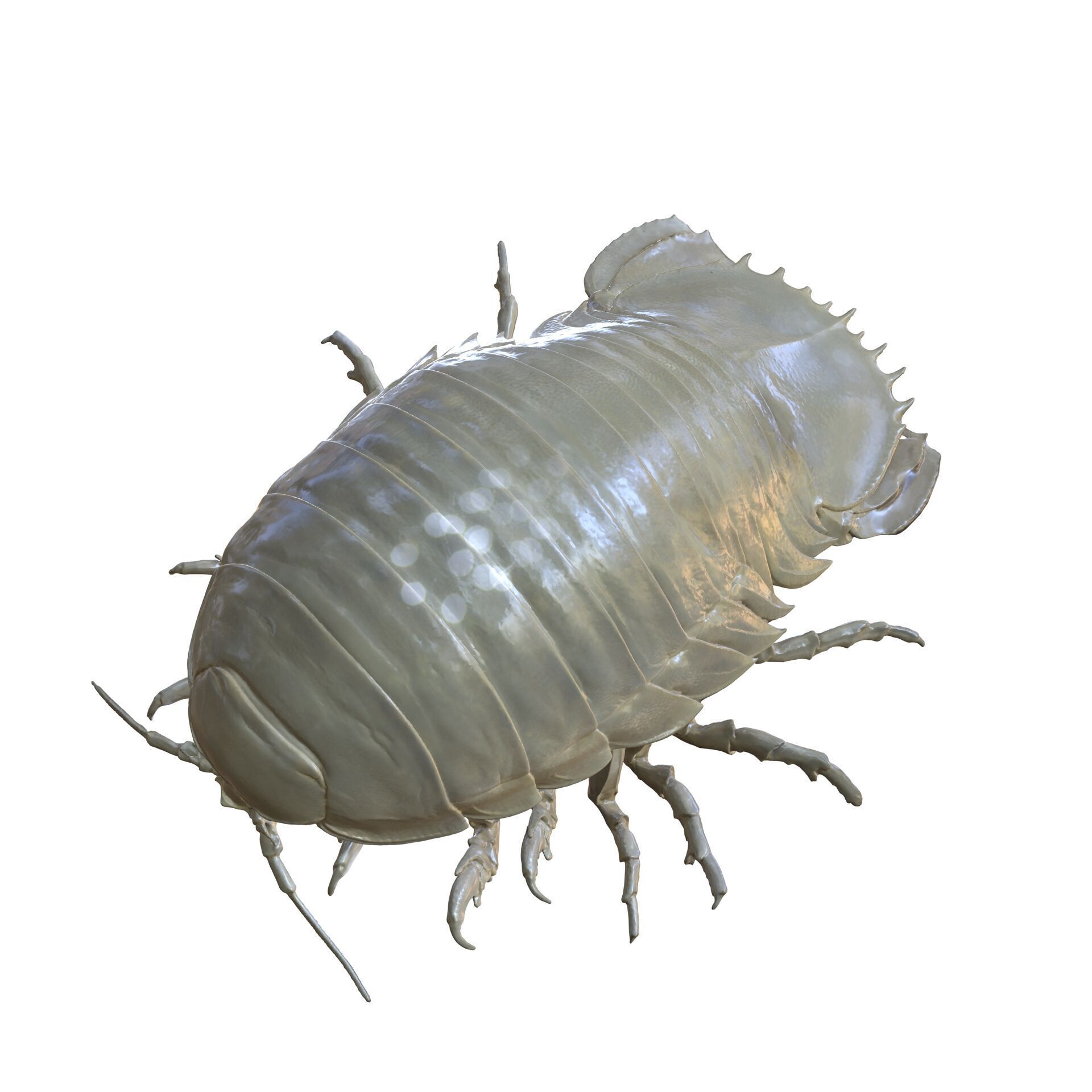 Sandcrab 3Dscan INSECT 3D MODEL ANT BEETLE 3D print model_2