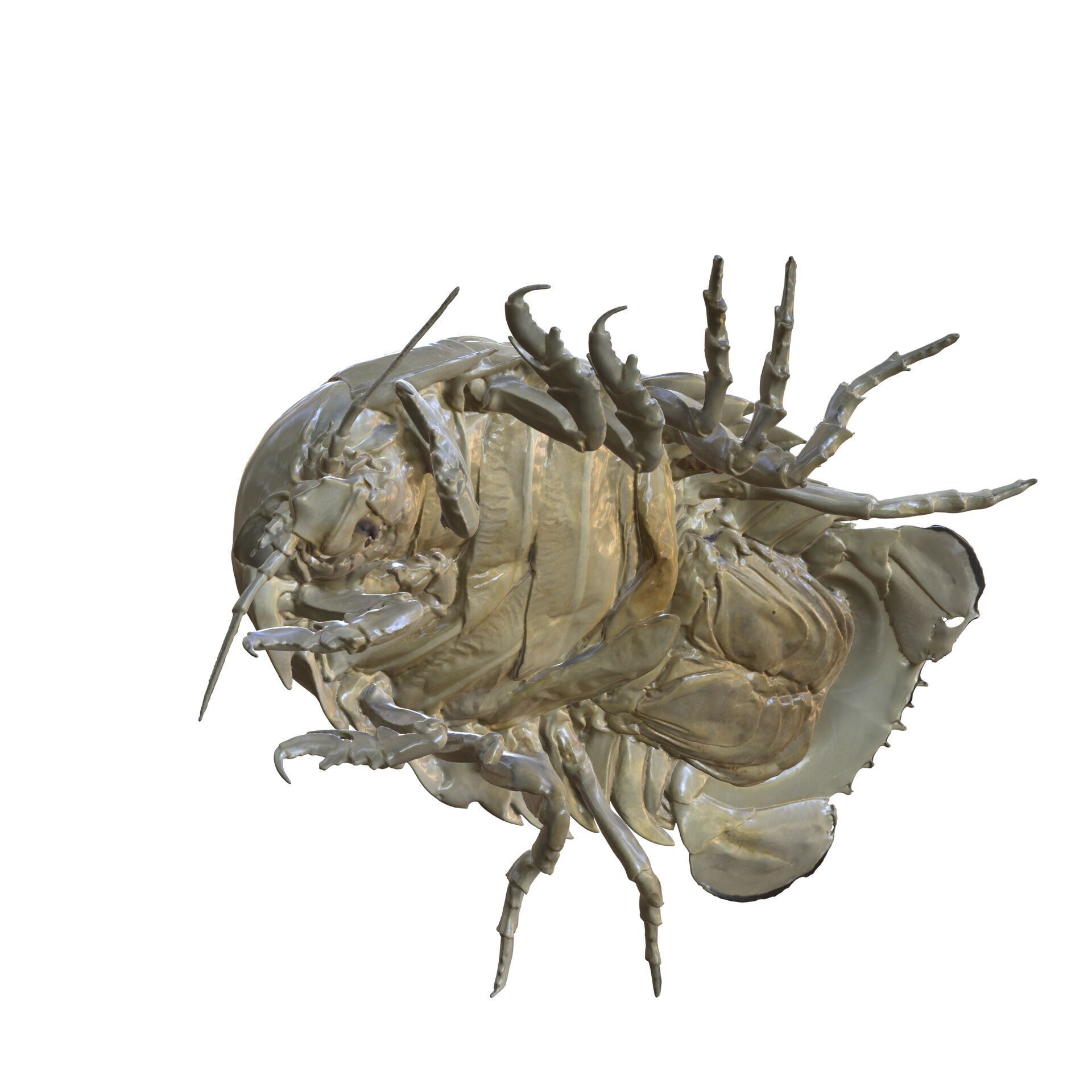 Sandcrab 3Dscan INSECT 3D MODEL ANT BEETLE 3D print model_1