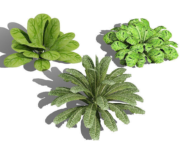 Leafy Greens 3D Pack Low-poly 3D model