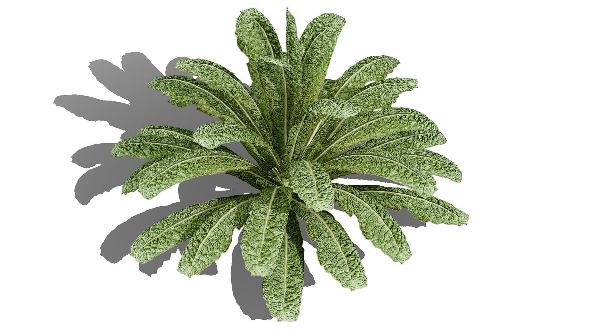 Leafy Greens 3D Pack Low-poly 3D model_2