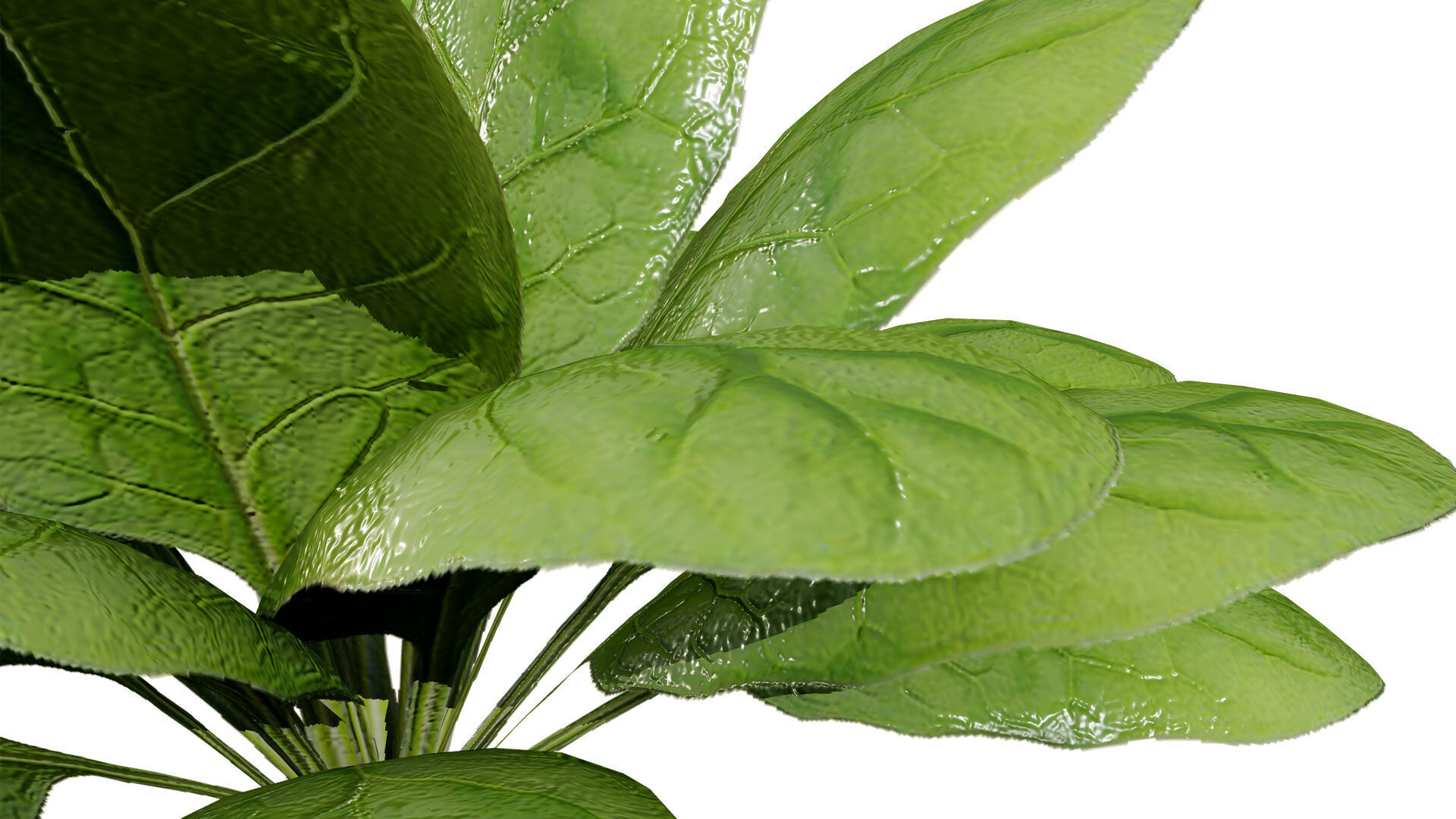 Leafy Greens 3D Pack Low-poly 3D model_7