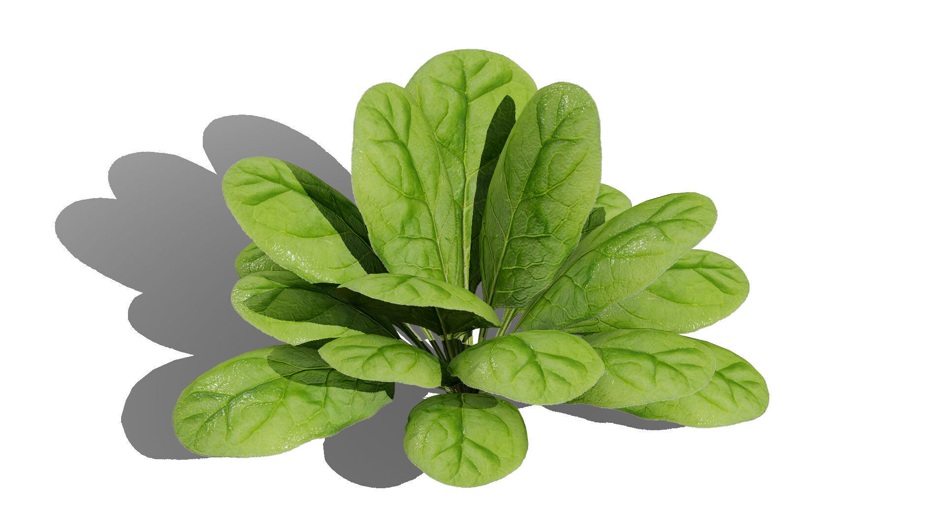 Leafy Greens 3D Pack Low-poly 3D model_6