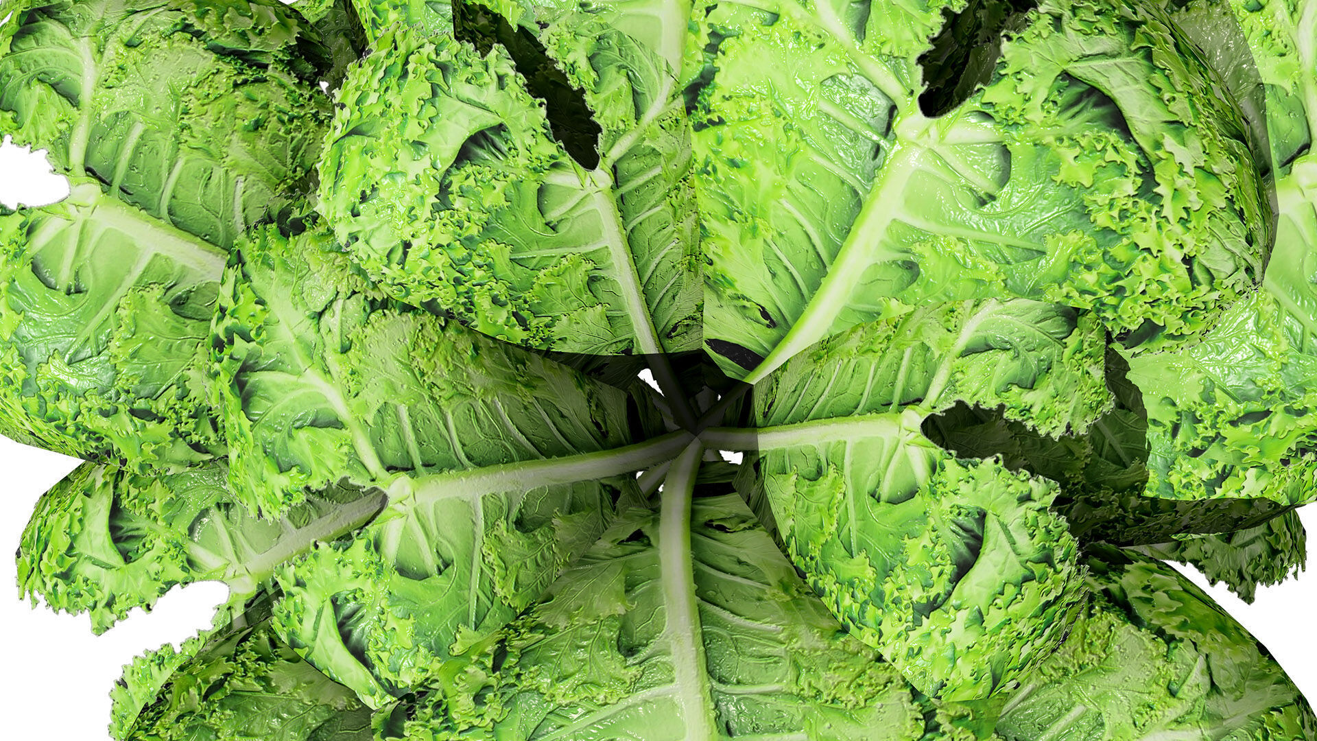 Leafy Greens 3D Pack Low-poly 3D model_5