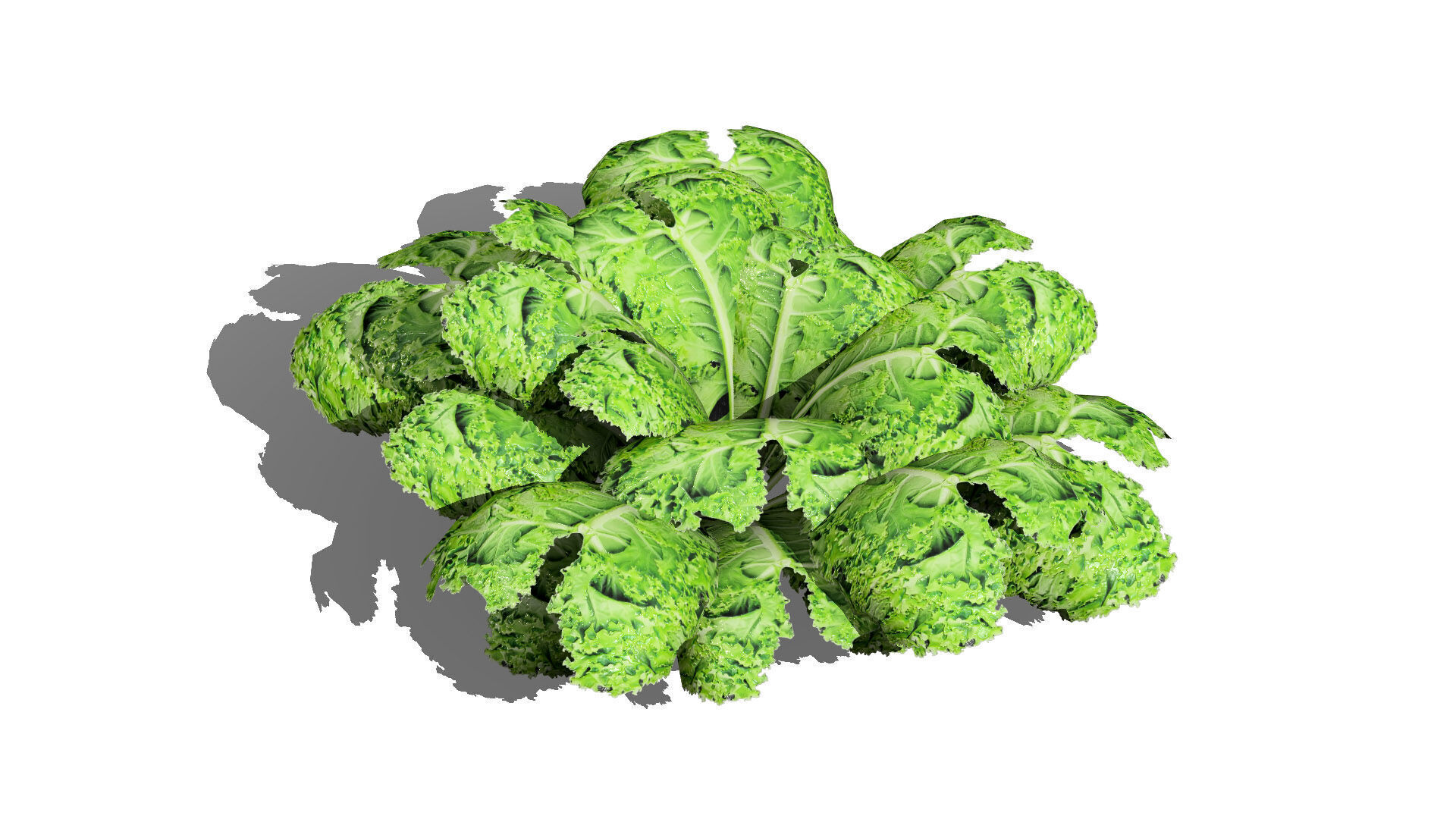 Leafy Greens 3D Pack Low-poly 3D model_4