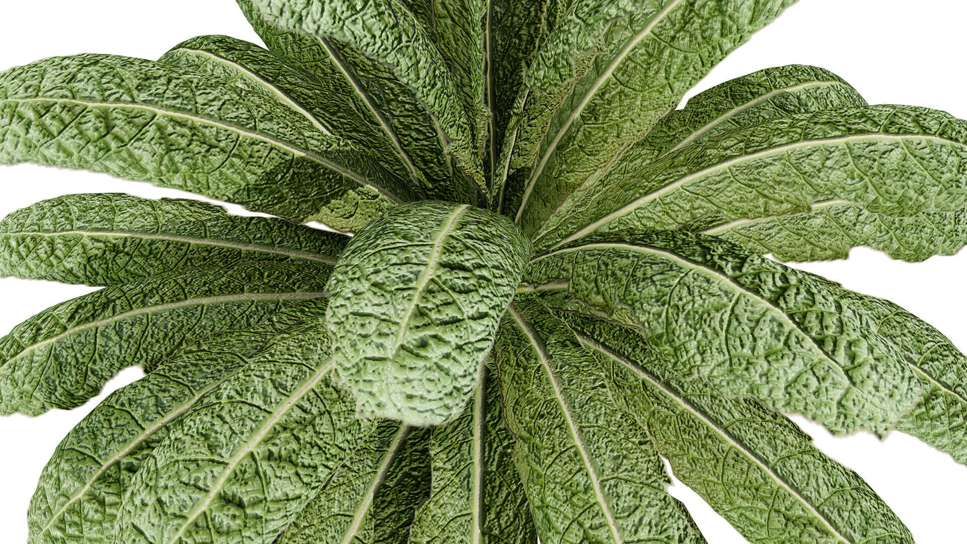 Leafy Greens 3D Pack Low-poly 3D model_3