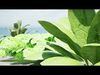 Leafy Greens 3D Pack Low-poly 3D model_1