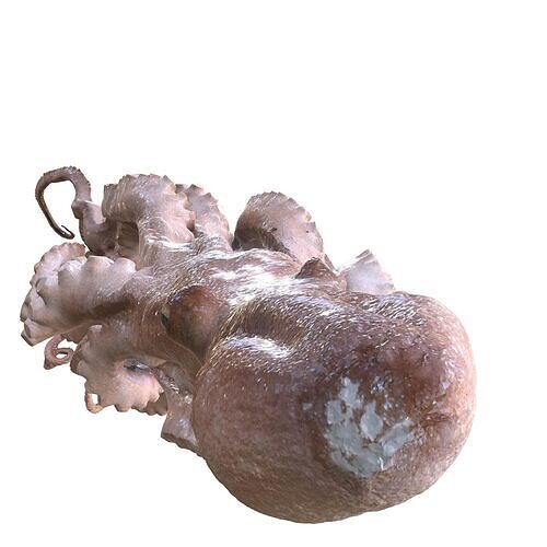 OCTOPUS Long Arm SCAN SQUID Minor FOREST SEA OCEAN FISH 3D print model