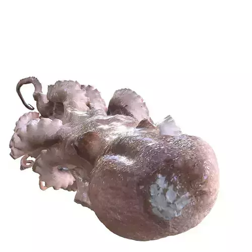 OCTOPUS Long Arm SCAN SQUID Minor FOREST SEA OCEAN FISH