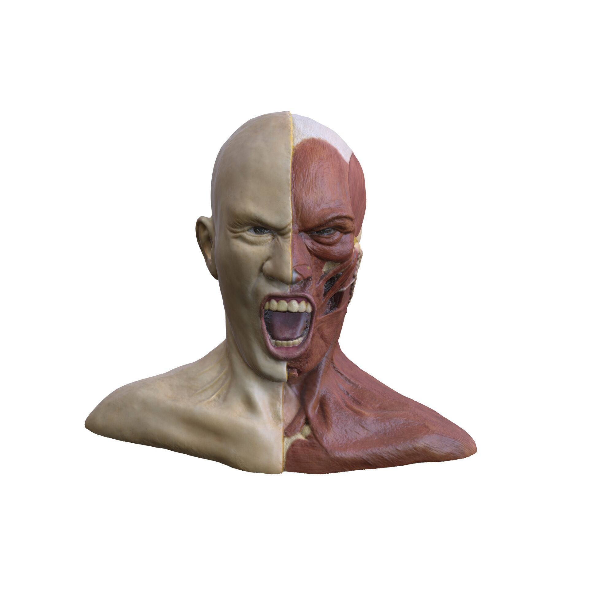 ANATOMY FACE MUSCLES CIRCULATION 3D HEAD 3D print model_5