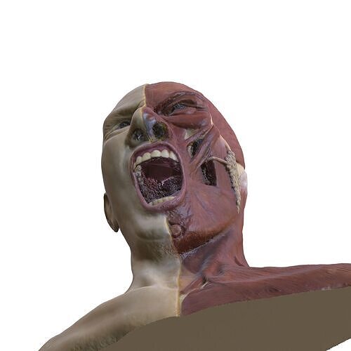 ANATOMY FACE MUSCLES CIRCULATION 3D HEAD 3D print model