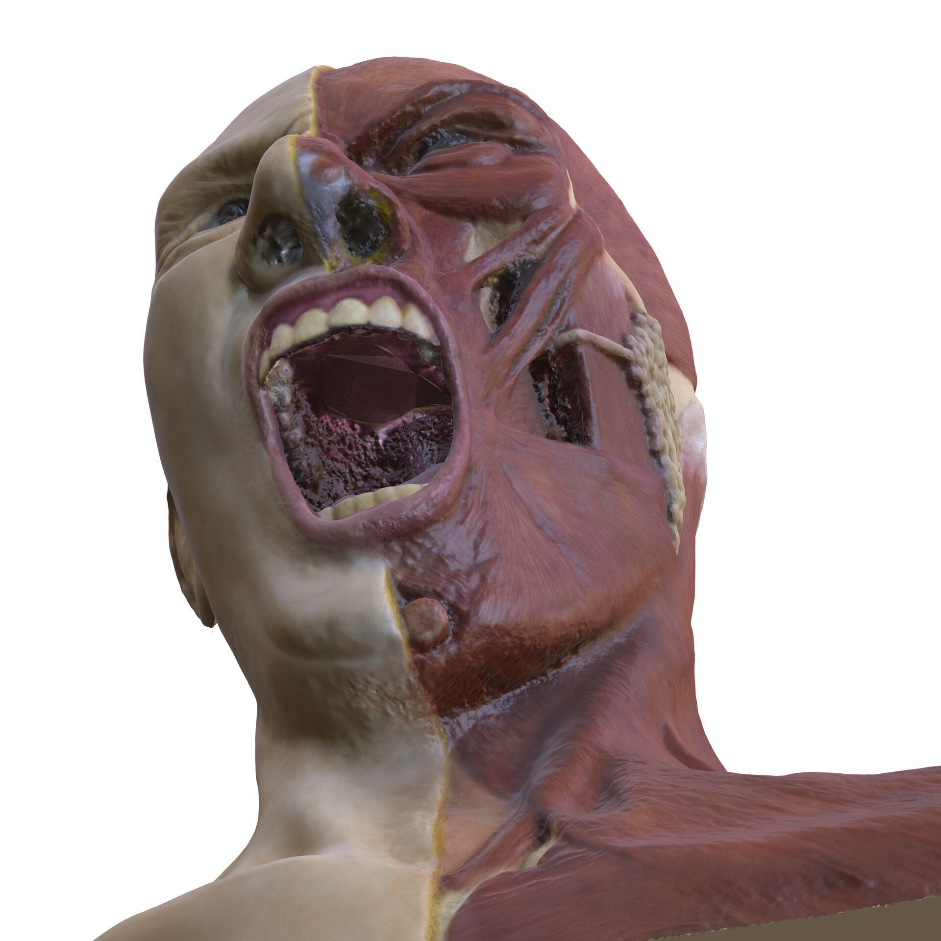 ANATOMY FACE MUSCLES CIRCULATION 3D HEAD 3D print model_4