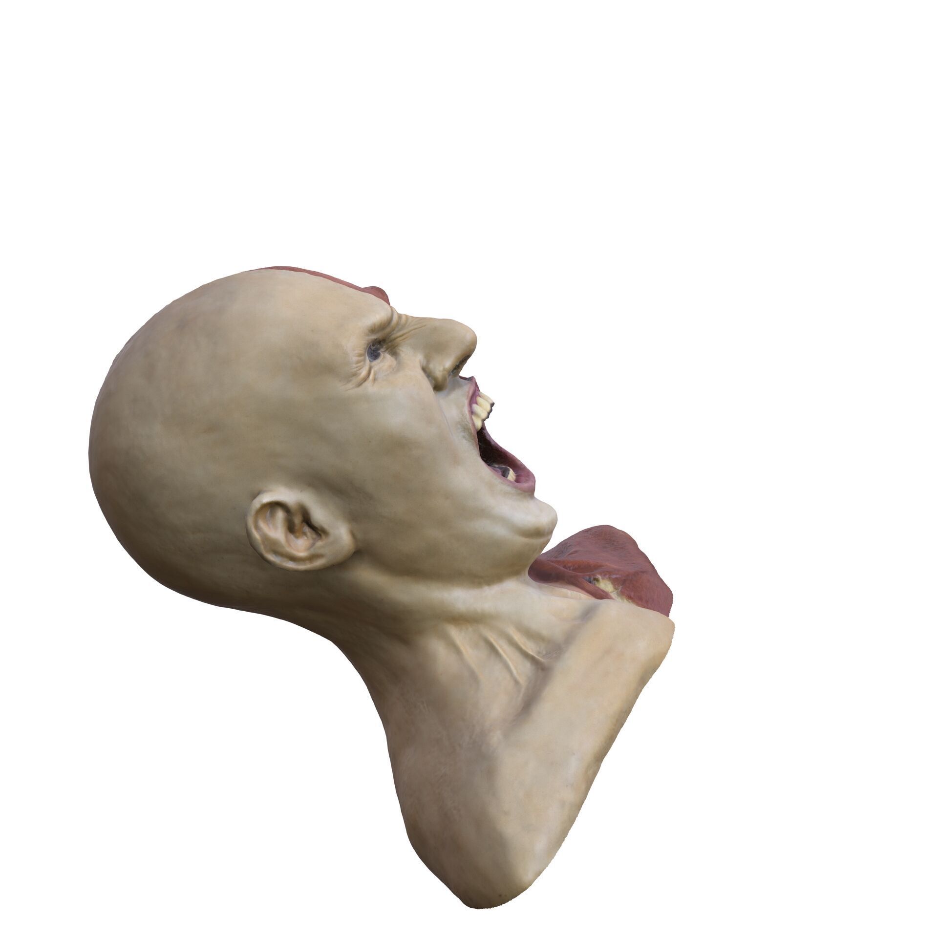 ANATOMY FACE MUSCLES CIRCULATION 3D HEAD 3D print model_3
