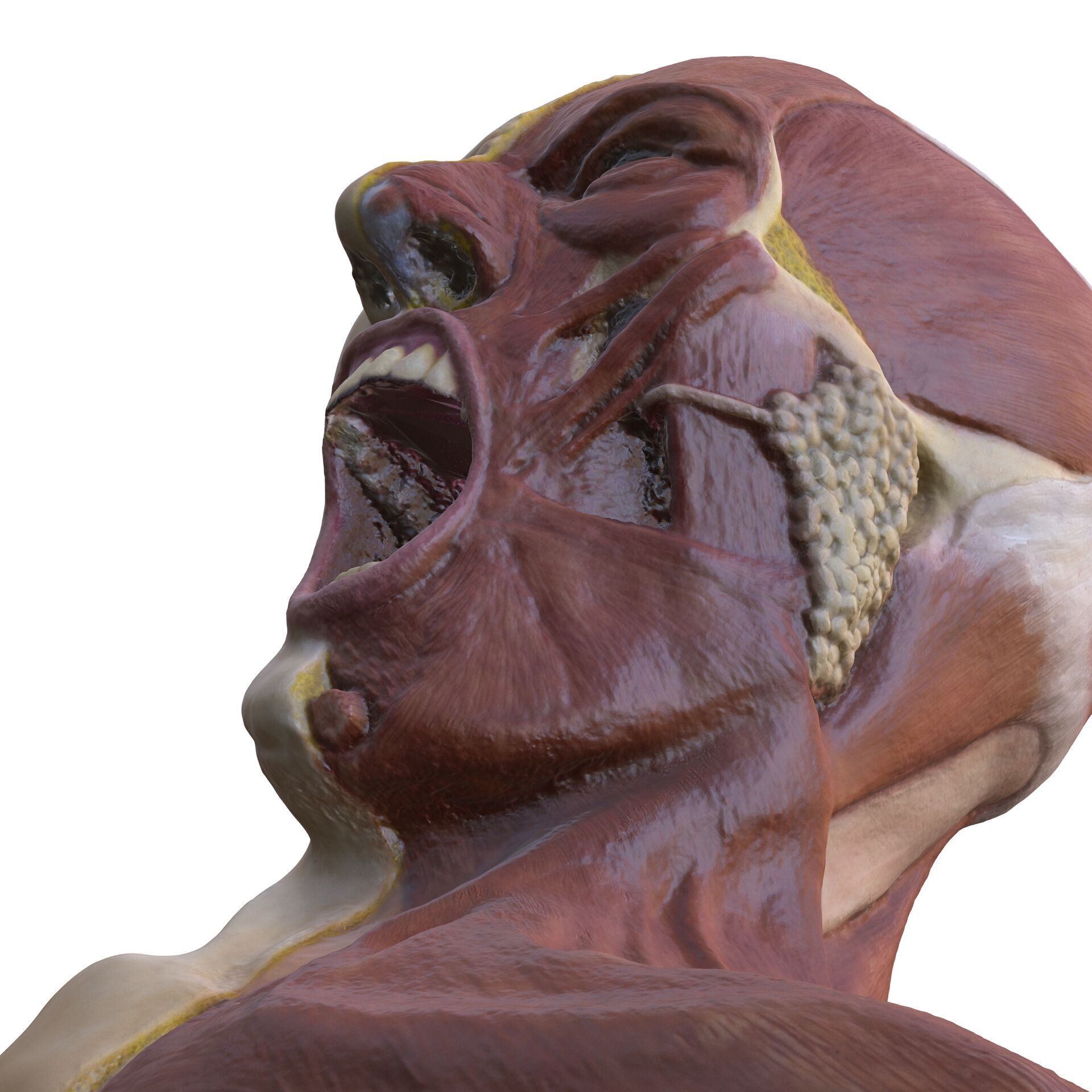 ANATOMY FACE MUSCLES CIRCULATION 3D HEAD 3D print model_6