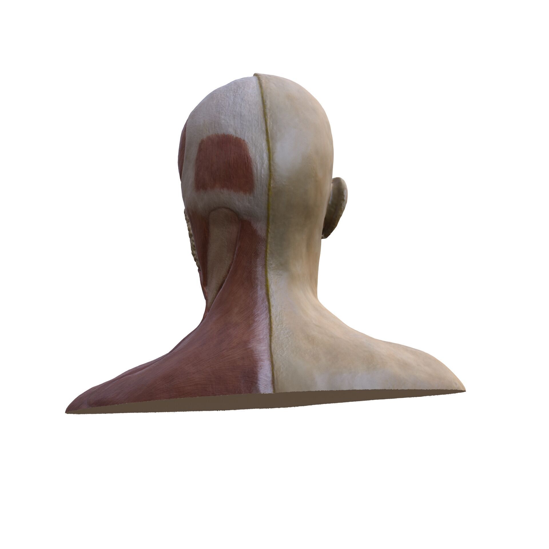 ANATOMY FACE MUSCLES CIRCULATION 3D HEAD 3D print model_2