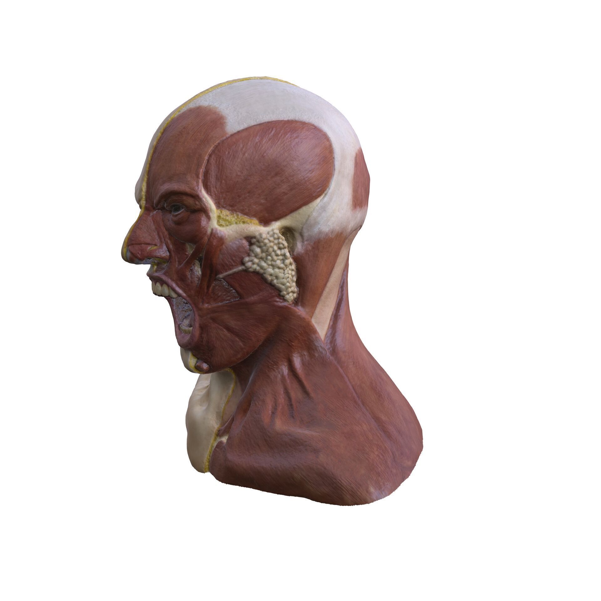 ANATOMY FACE MUSCLES CIRCULATION 3D HEAD 3D print model_1