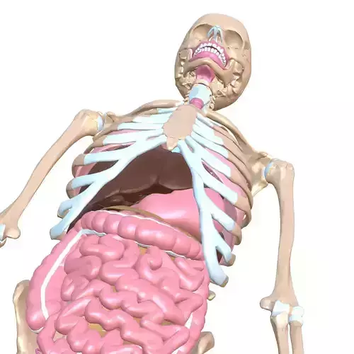 ANATOMY MALE RIBS STOMACH INTESTINES BONES 3D MODEL HEART LUNGS