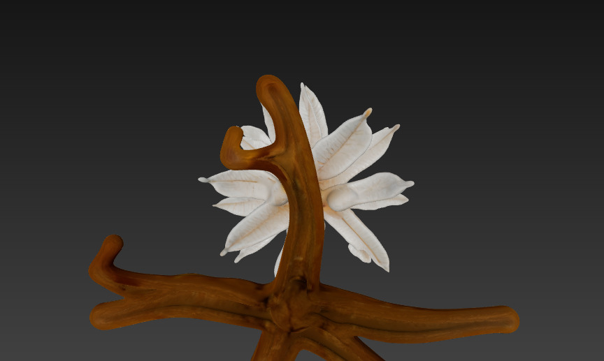 Lumina Sprout Sculptural Lamp 3D model_3