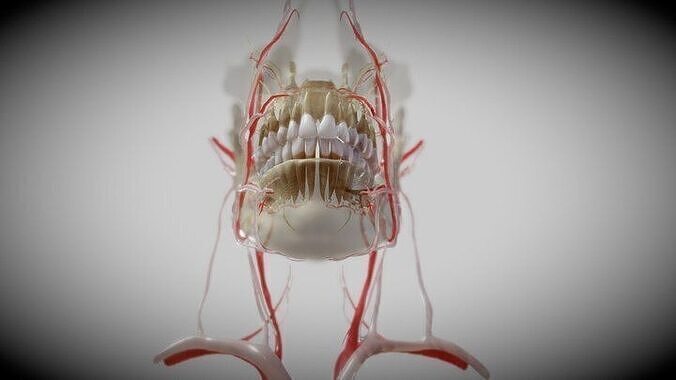 Orofacial anatomy with blood and nerve supply 3D model