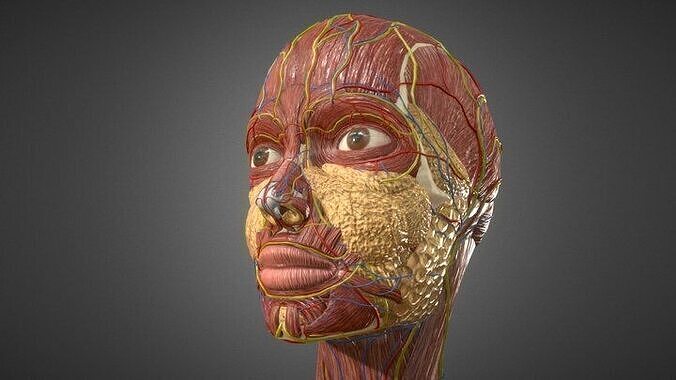 Human Face Anatomy - Skull Muscles Nerves Veins 3D model