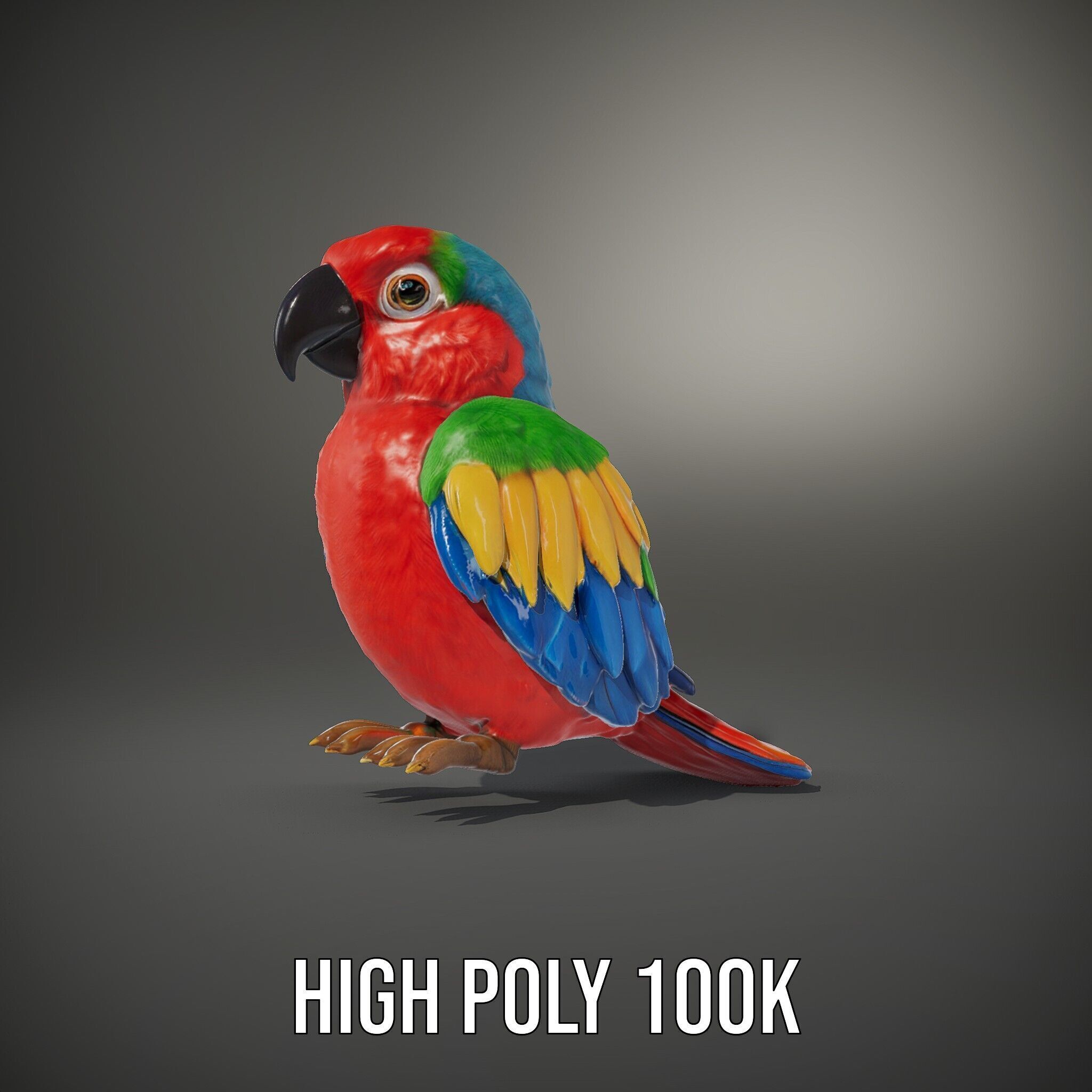 Colorful Parrot D Model Pack for Animation and Games Low-poly 3D model_11