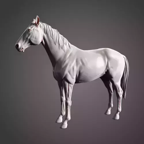 Horse Standing Pose - Ready for Print 