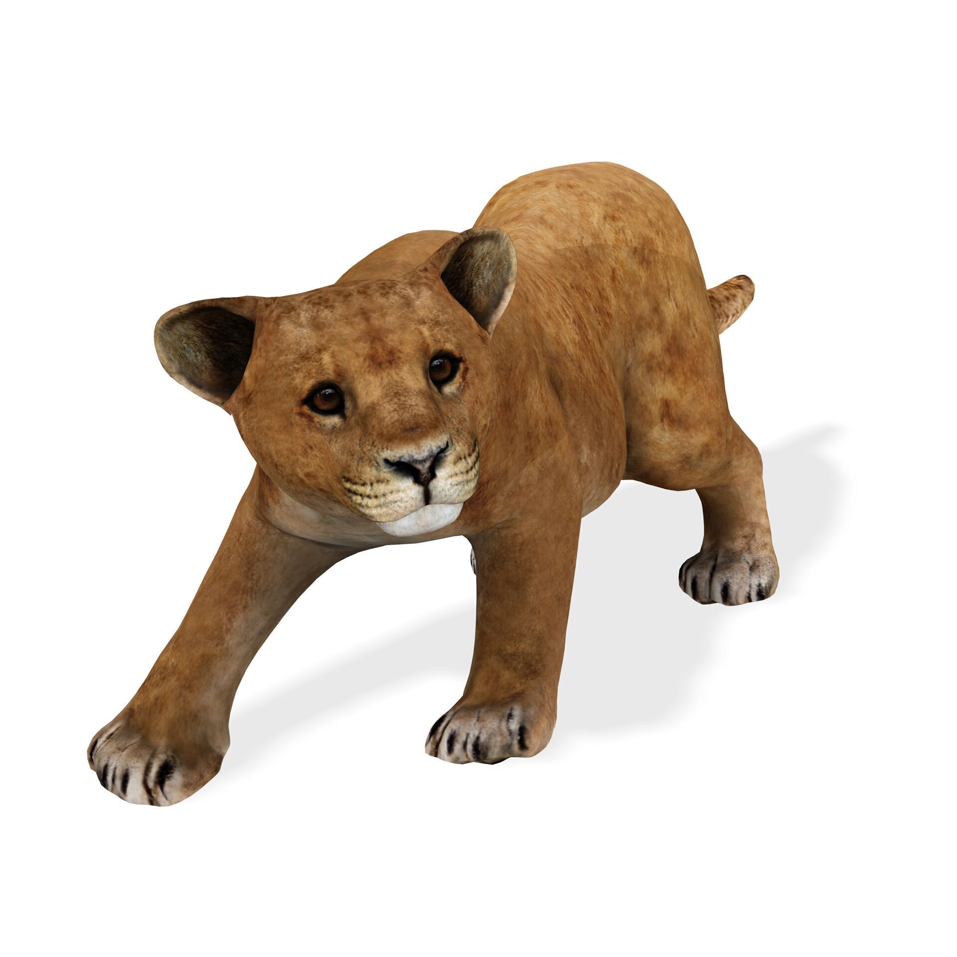 LION CUB CUP Lioness FELINE CAT Low-poly 3D model_1