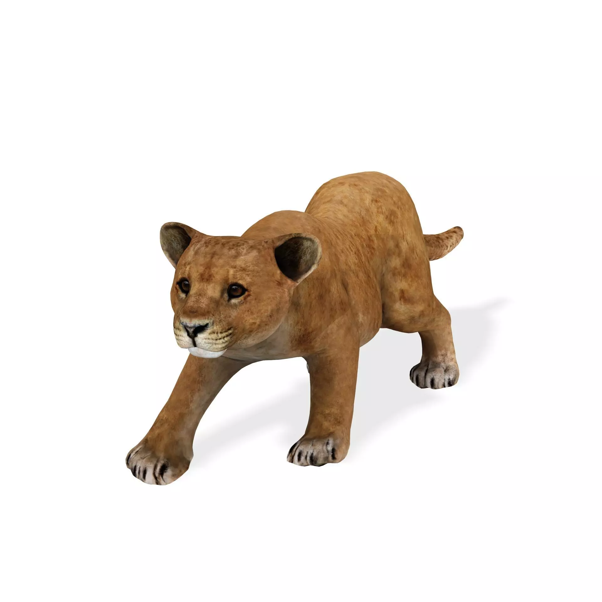 LION CUB CUP Lioness FELINE CAT Low-poly 3D model_0