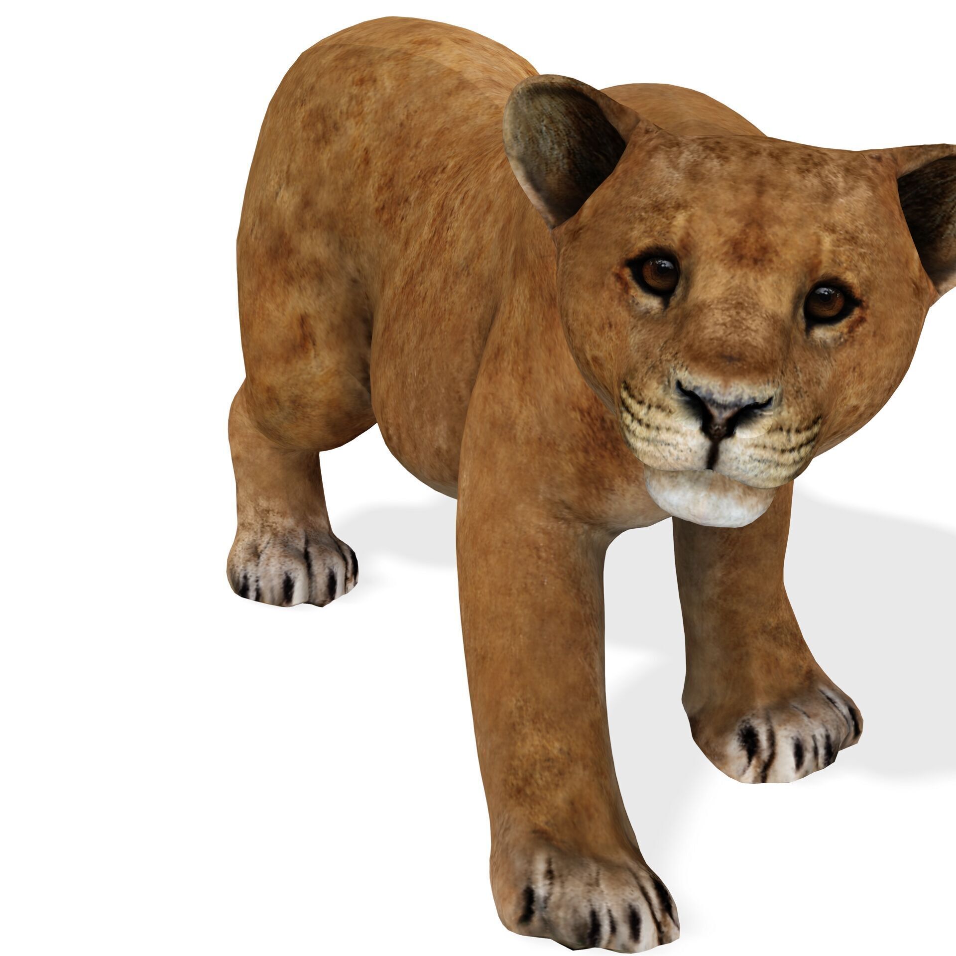 LION CUB CUP Lioness FELINE CAT Low-poly 3D model_6
