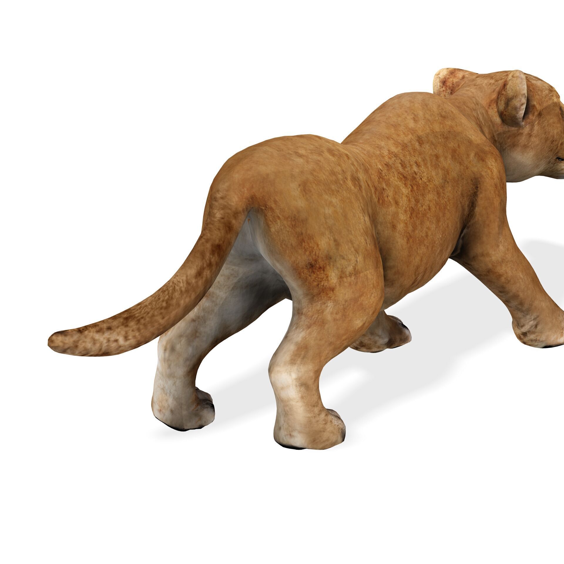 LION CUB CUP Lioness FELINE CAT Low-poly 3D model_3