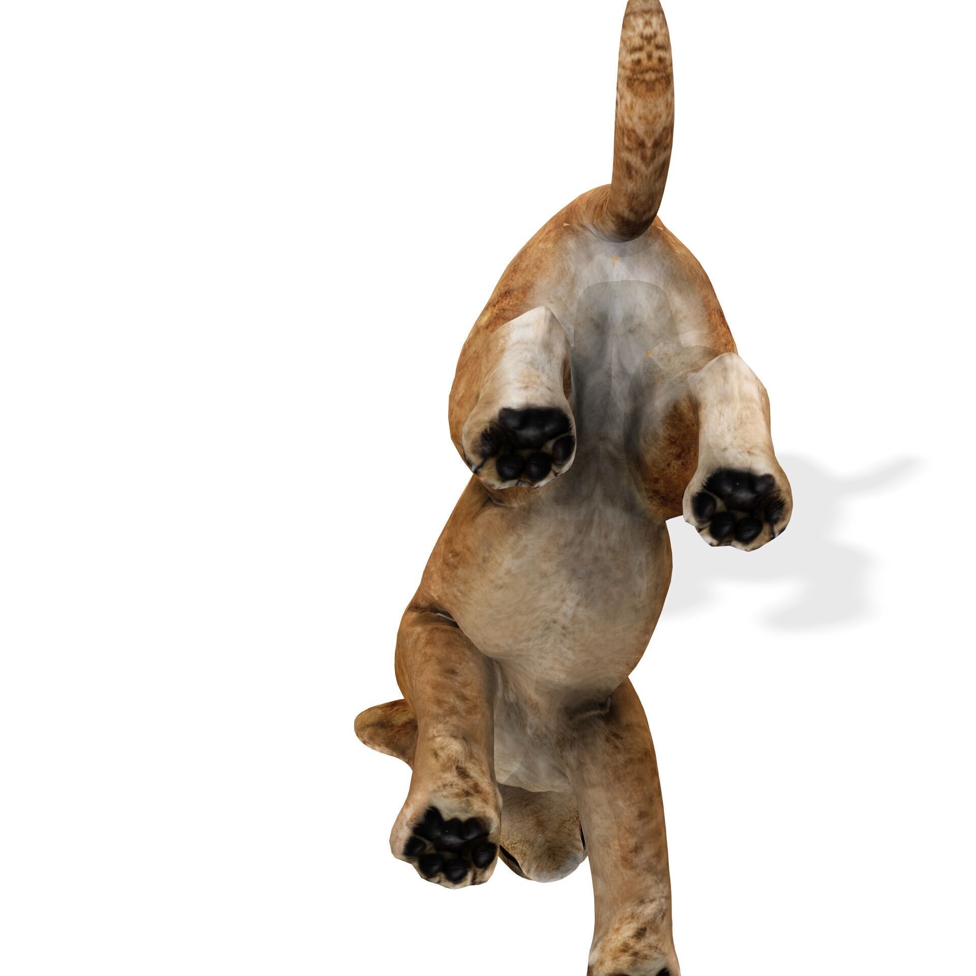 LION CUB CUP Lioness FELINE CAT Low-poly 3D model_4