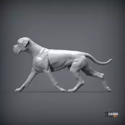 Boxer dog running