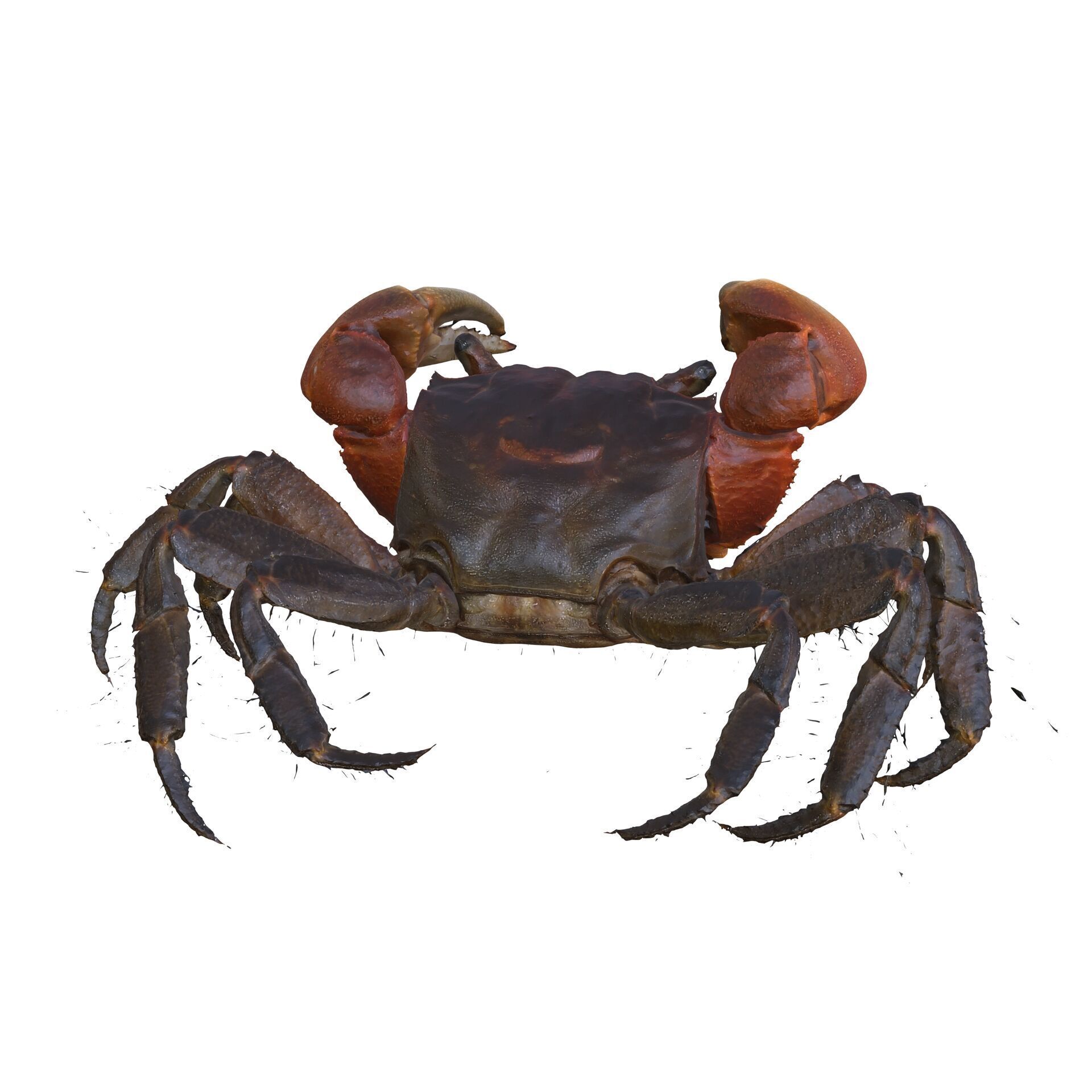 Crab Claw Shellfish Crustacean FISH OCEAN SEA 3D print model_4