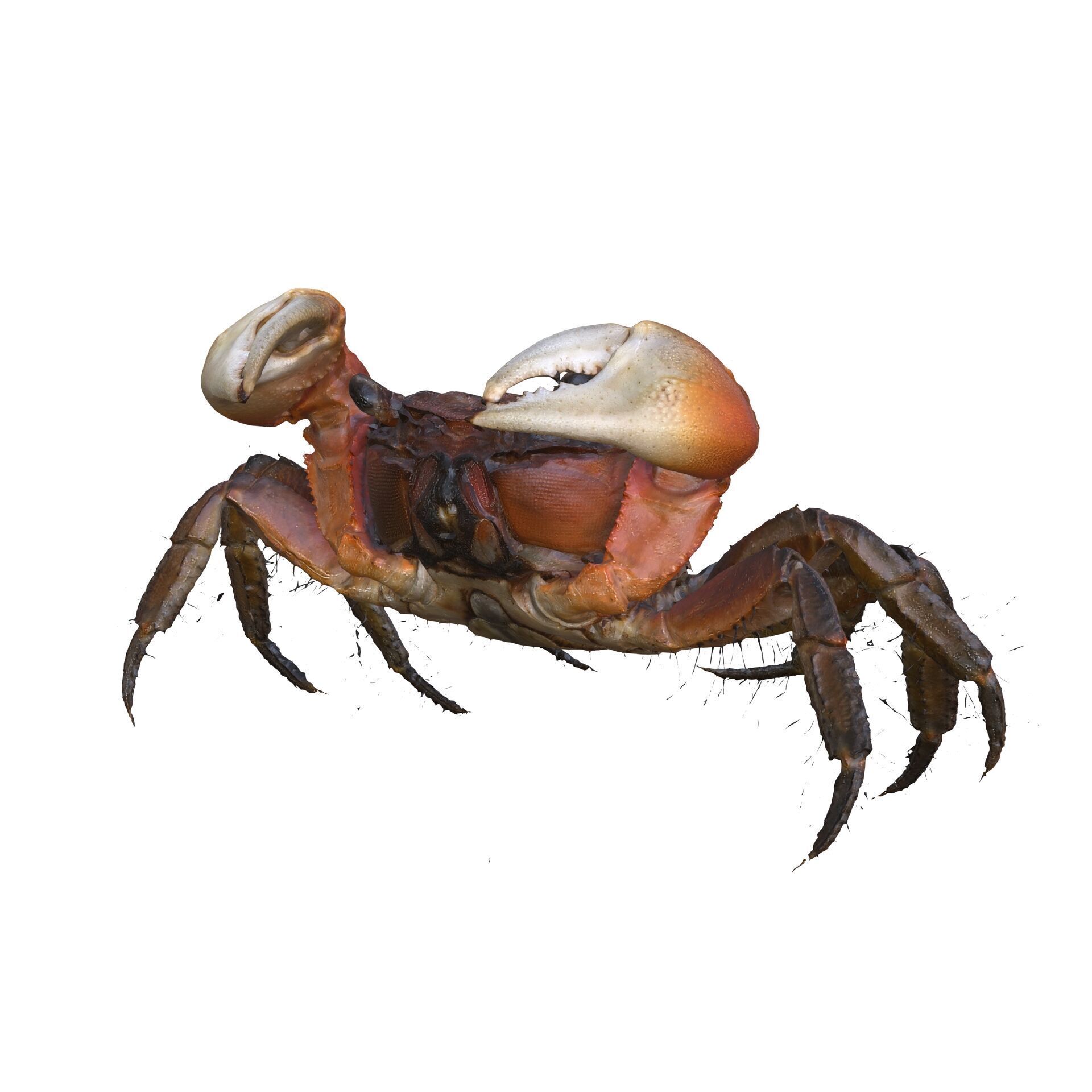Crab Claw Shellfish Crustacean FISH OCEAN SEA 3D print model_3