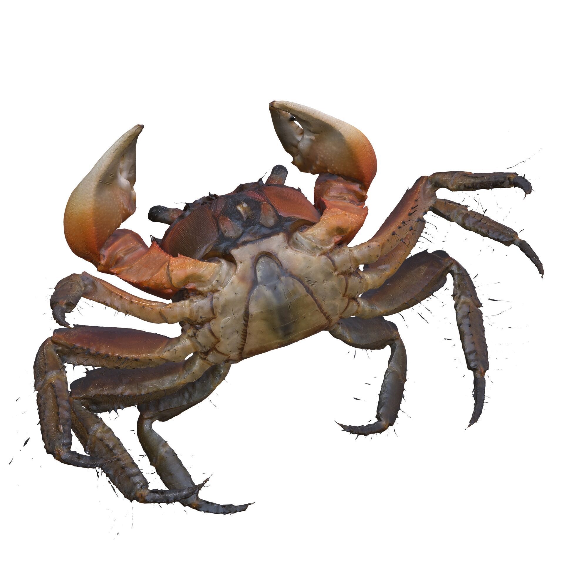 Crab Claw Shellfish Crustacean FISH OCEAN SEA 3D print model_7