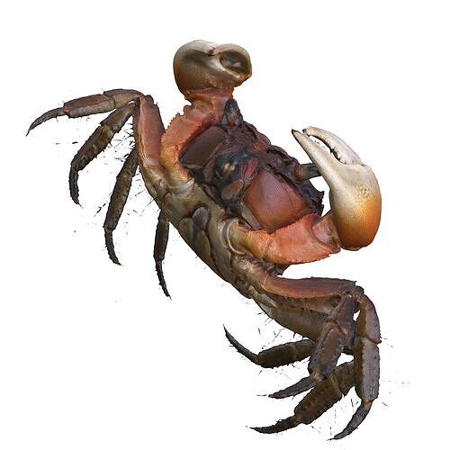 Crab Claw Shellfish Crustacean FISH OCEAN SEA 3D print model