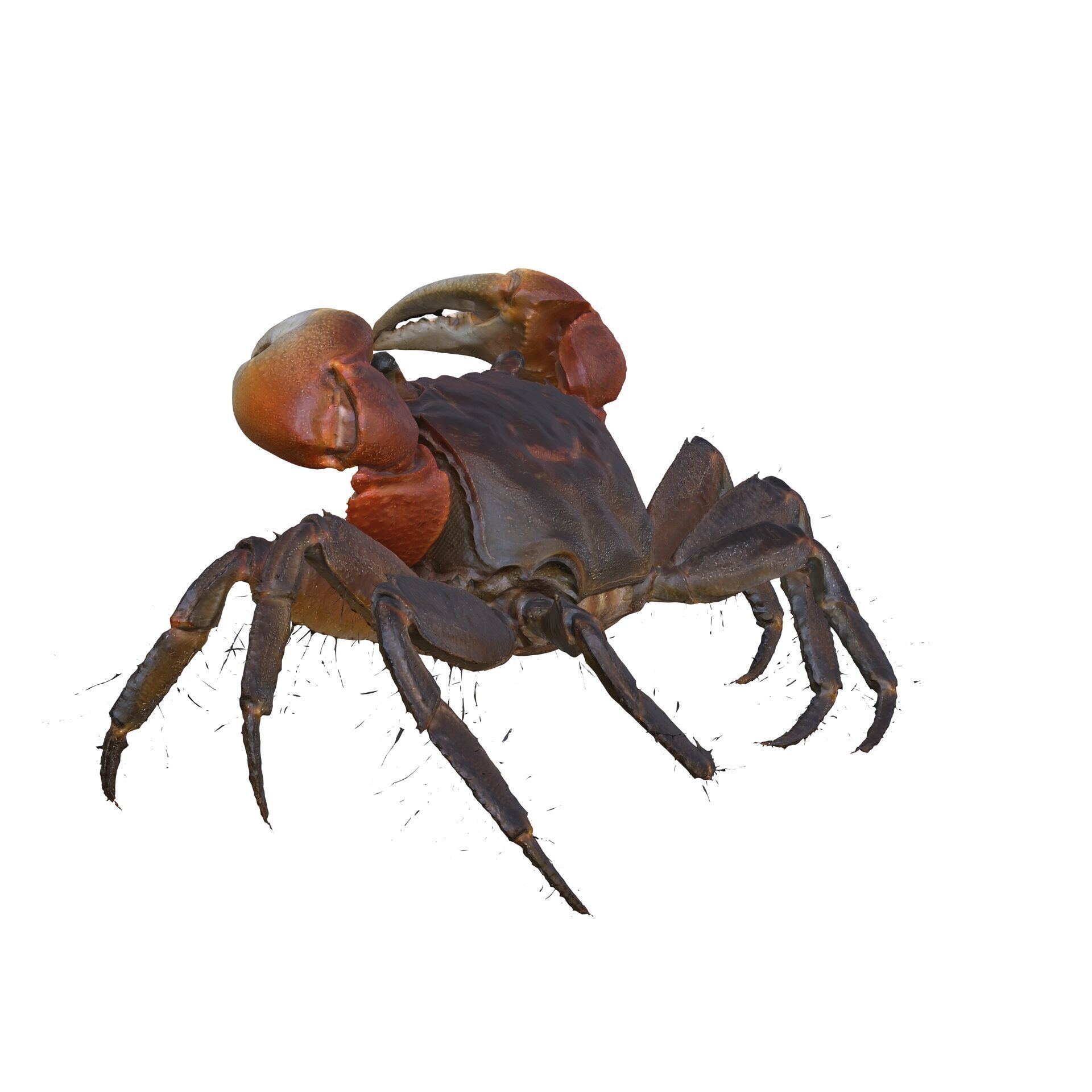 Crab Claw Shellfish Crustacean FISH OCEAN SEA 3D print model_1