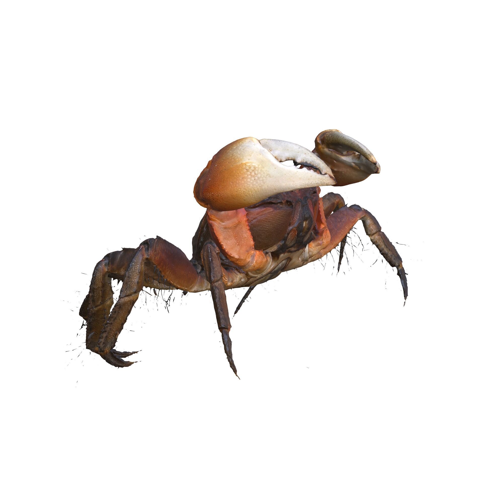 Crab Claw Shellfish Crustacean FISH OCEAN SEA 3D print model_5