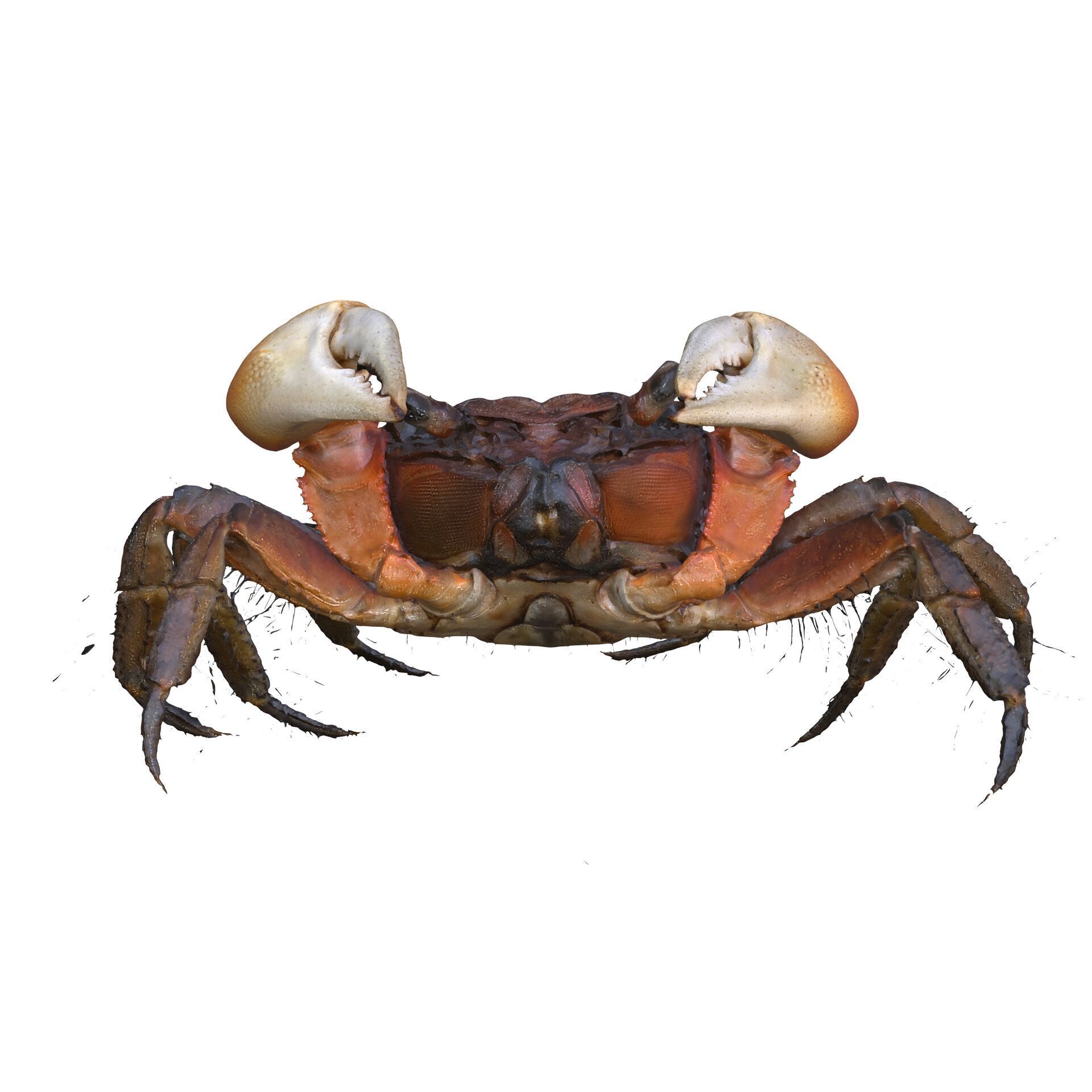 Crab Claw Shellfish Crustacean FISH OCEAN SEA 3D print model_6