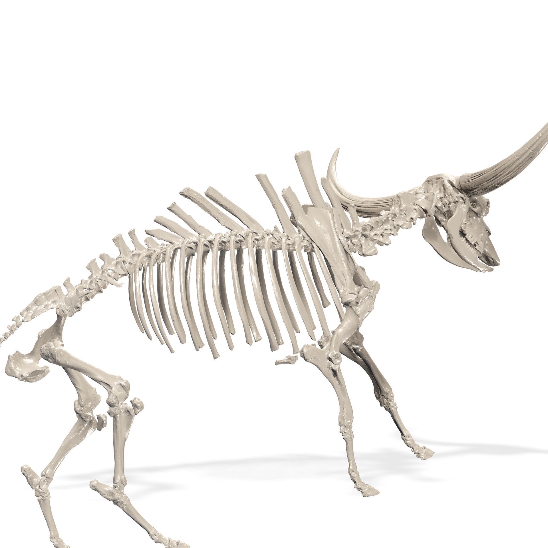 SKELETON COW BULL BUFFALO GOAT ANATOMY 3D print model_3