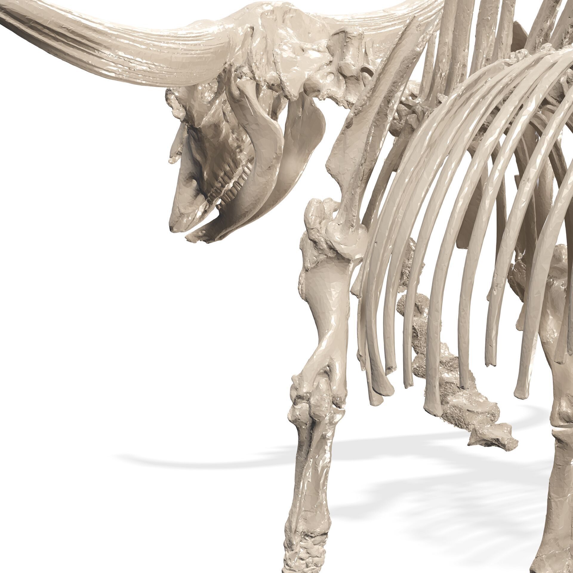 SKELETON COW BULL BUFFALO GOAT ANATOMY 3D print model_7