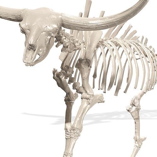 SKELETON COW BULL BUFFALO GOAT ANATOMY 3D print model