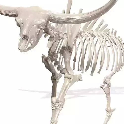 SKELETON COW BULL BUFFALO GOAT ANATOMY 3D print model