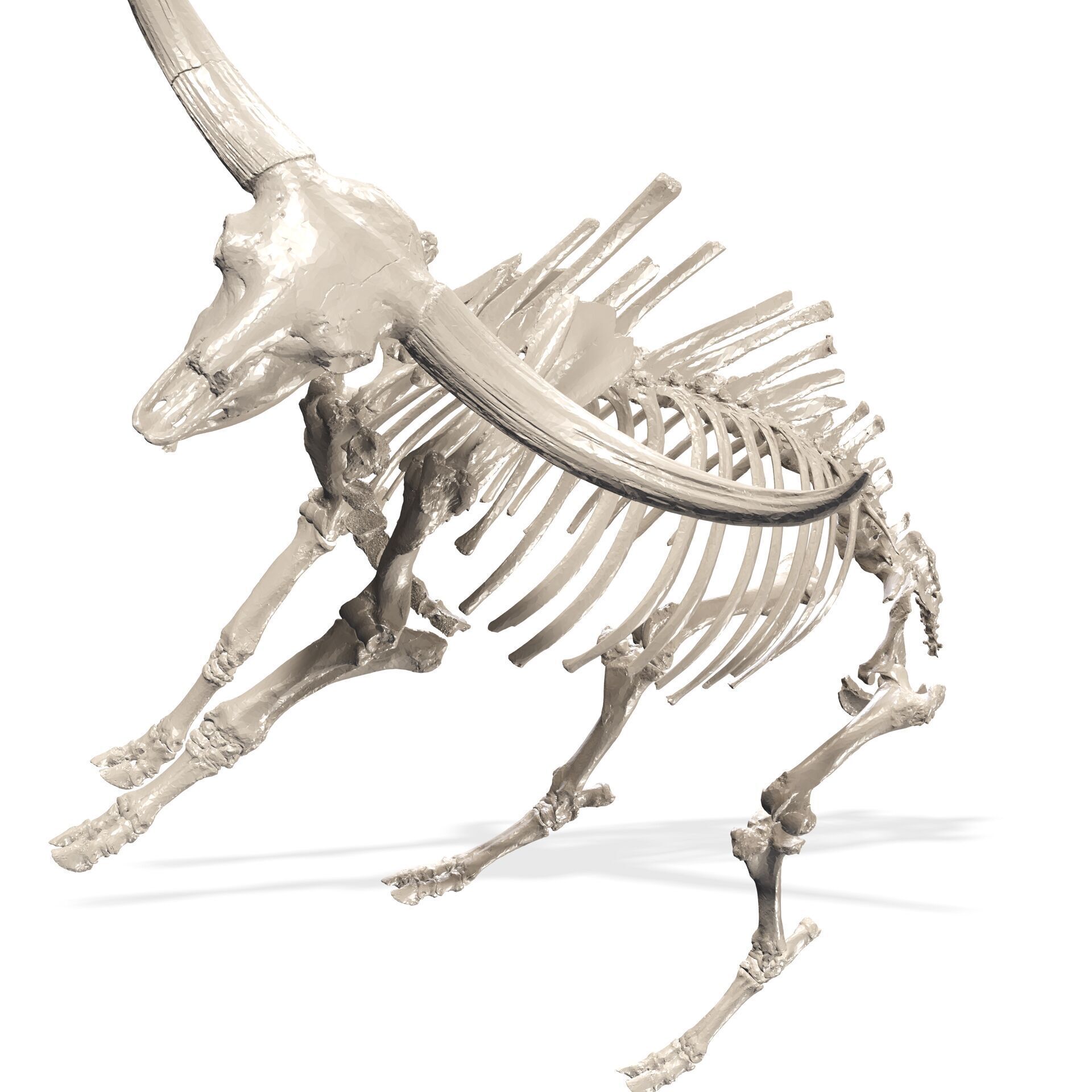 SKELETON COW BULL BUFFALO GOAT ANATOMY 3D print model_6