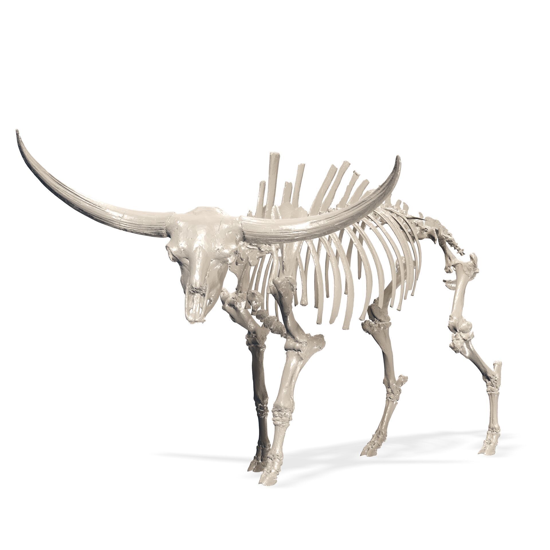 SKELETON COW BULL BUFFALO GOAT ANATOMY 3D print model_1