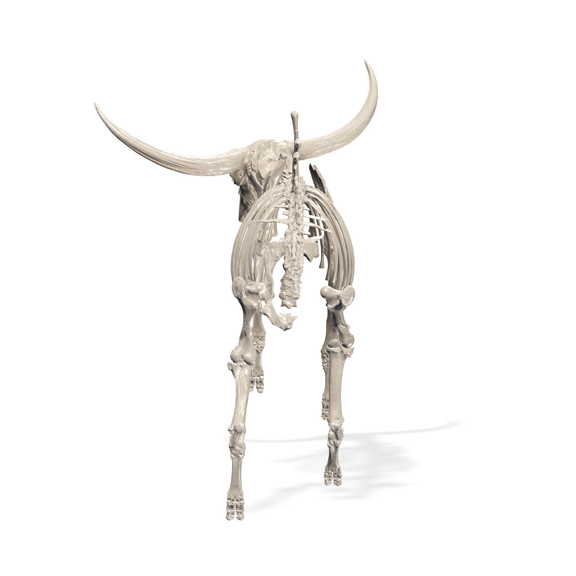 SKELETON COW BULL BUFFALO GOAT ANATOMY 3D print model_4