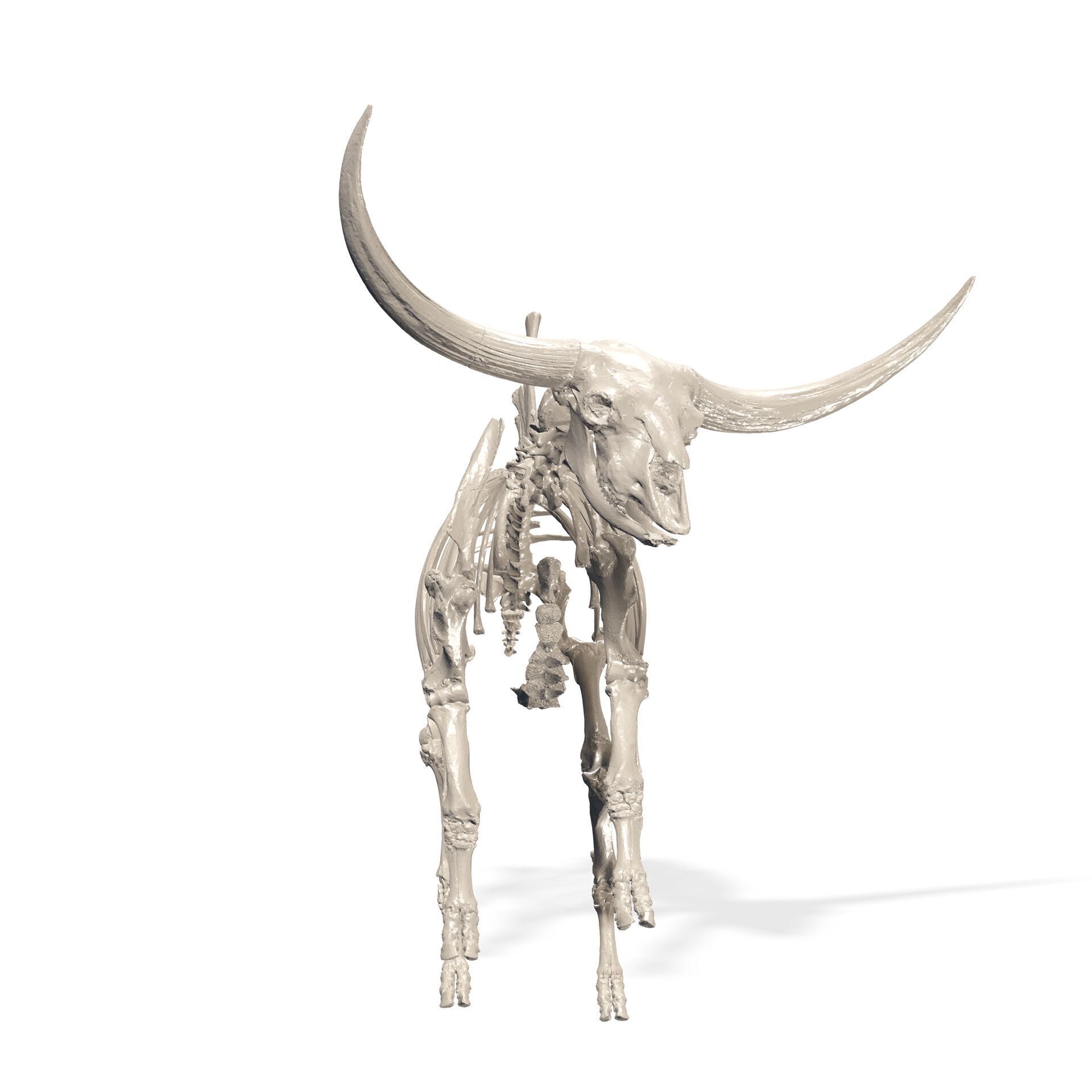 SKELETON COW BULL BUFFALO GOAT ANATOMY 3D print model_2