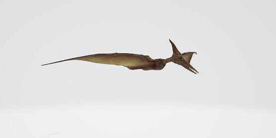Flying Pterodactyl Low-poly 3D model